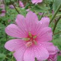Lavatera olbia 'Rosea'